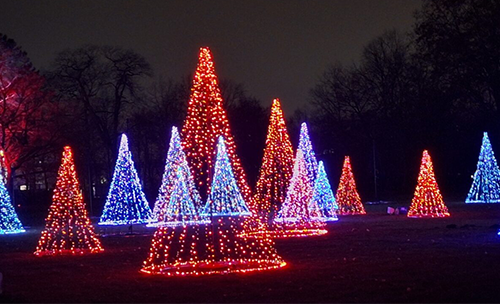 Weihnachtsbäume (Foto: Hans-Peter Gaul)